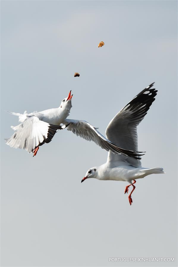 THAILAND-SAMUT PRAKAN-GULF-SEAGULL-MIGRATION