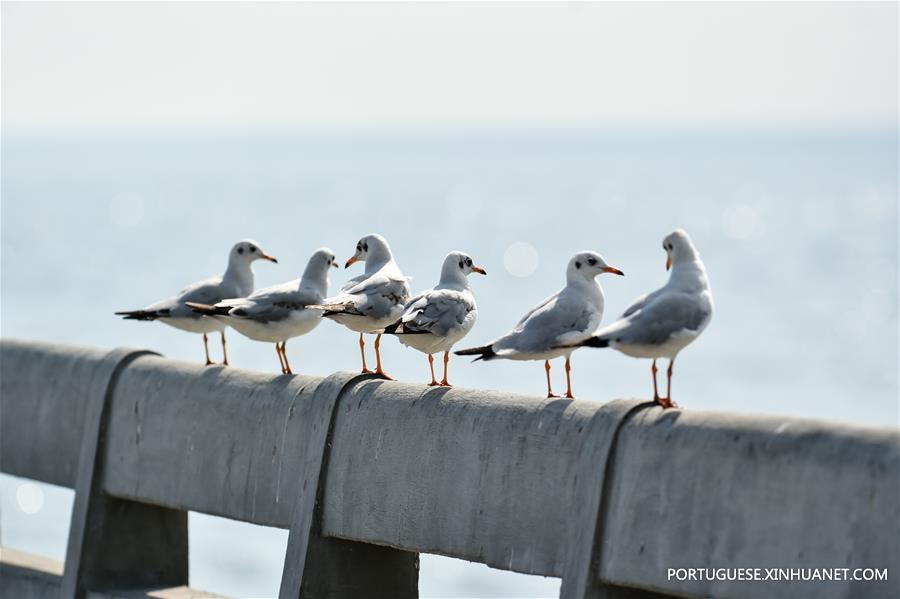 THAILAND-SAMUT PRAKAN-GULF-SEAGULL-MIGRATION