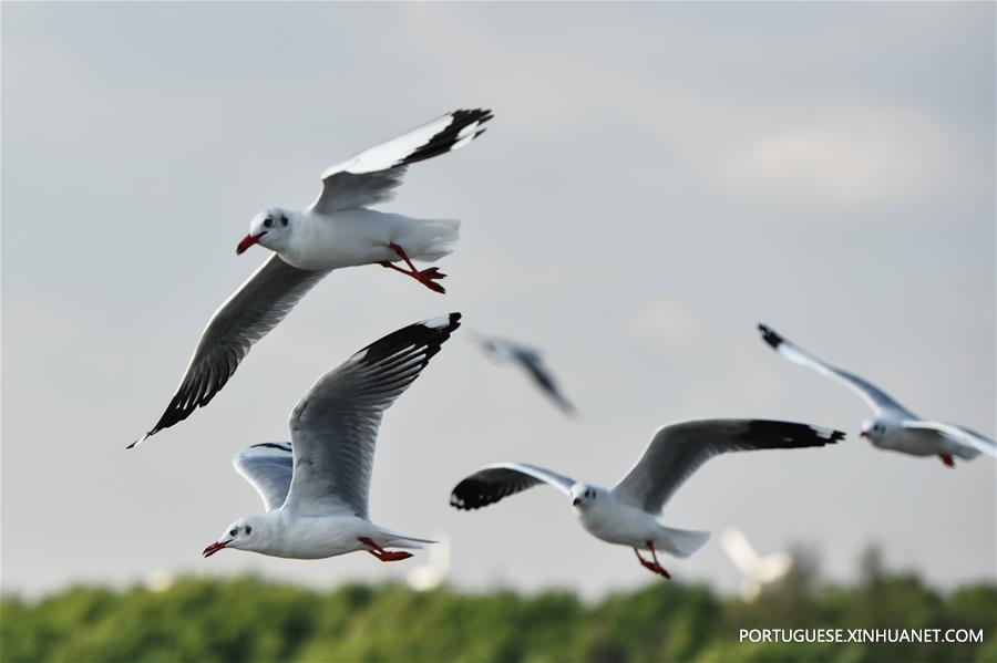 THAILAND-SAMUT PRAKAN-GULF-SEAGULL-MIGRATION