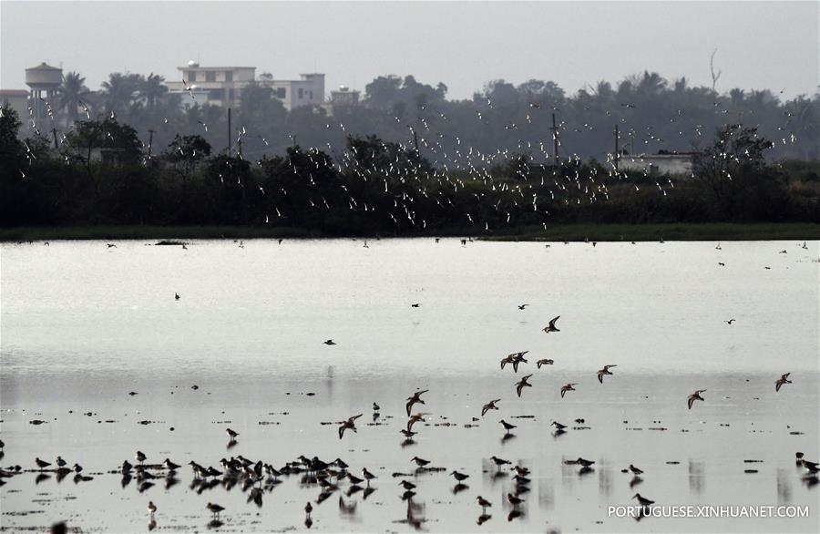 CHINA-HAINAN-DONGZHAIGANG-MIGRANT BIRDS(CN)