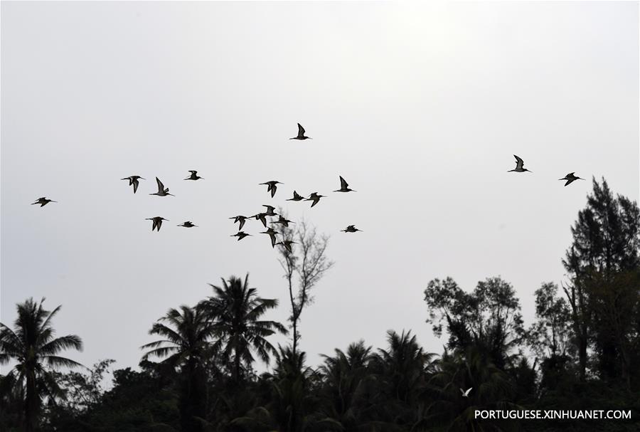 CHINA-HAINAN-DONGZHAIGANG-MIGRANT BIRDS(CN)