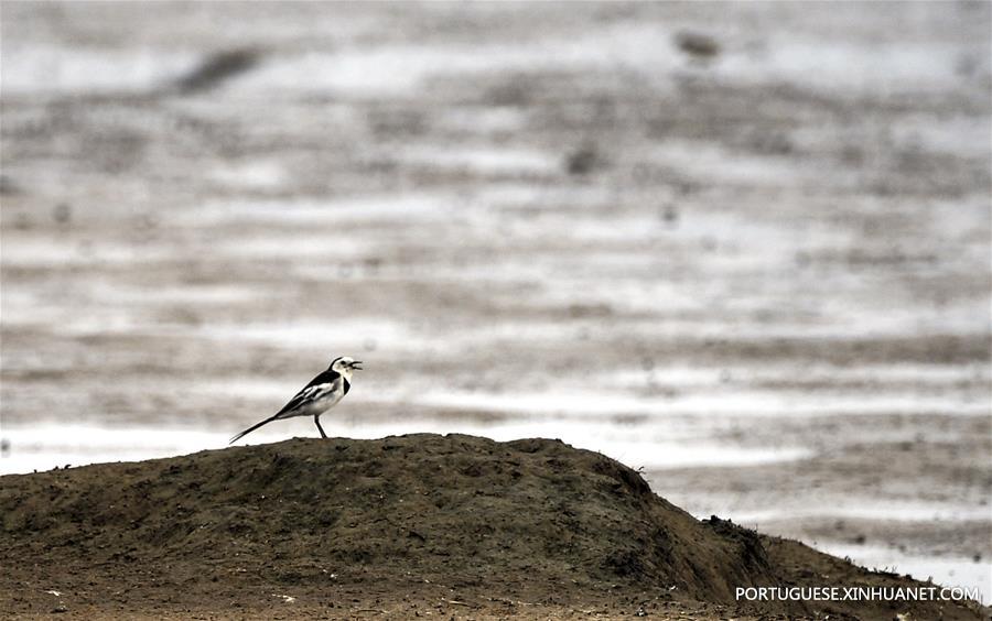 CHINA-HAINAN-DONGZHAIGANG-MIGRANT BIRDS(CN)