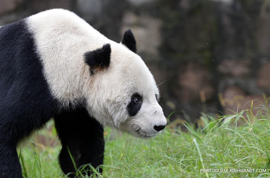 CHINA-SICHUAN-OLDEST PANDA-DEATH (CN)