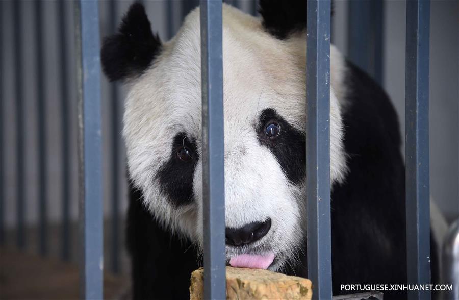 CHINA-SICHUAN-OLDEST PANDA-DEATH (CN)