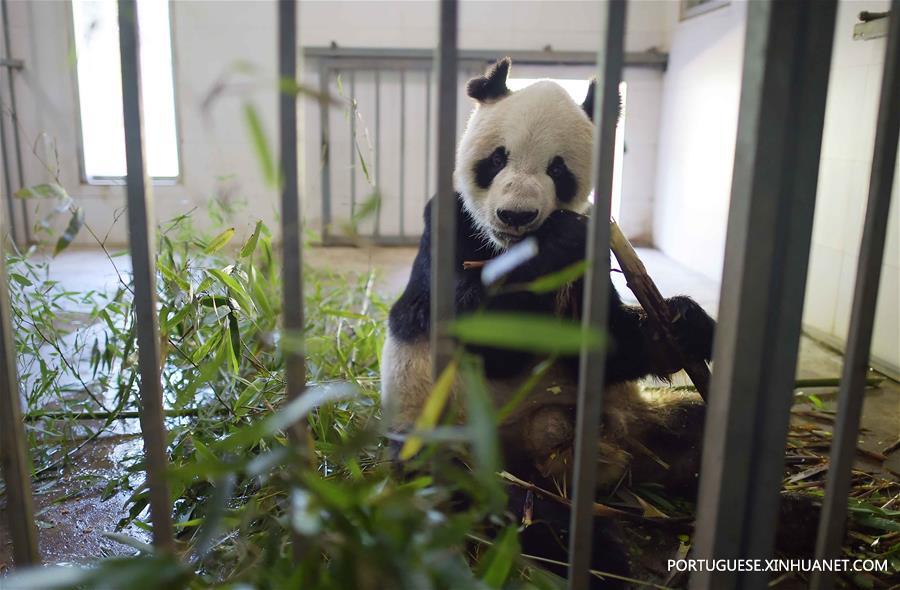 CHINA-SICHUAN-OLDEST PANDA-DEATH (CN)