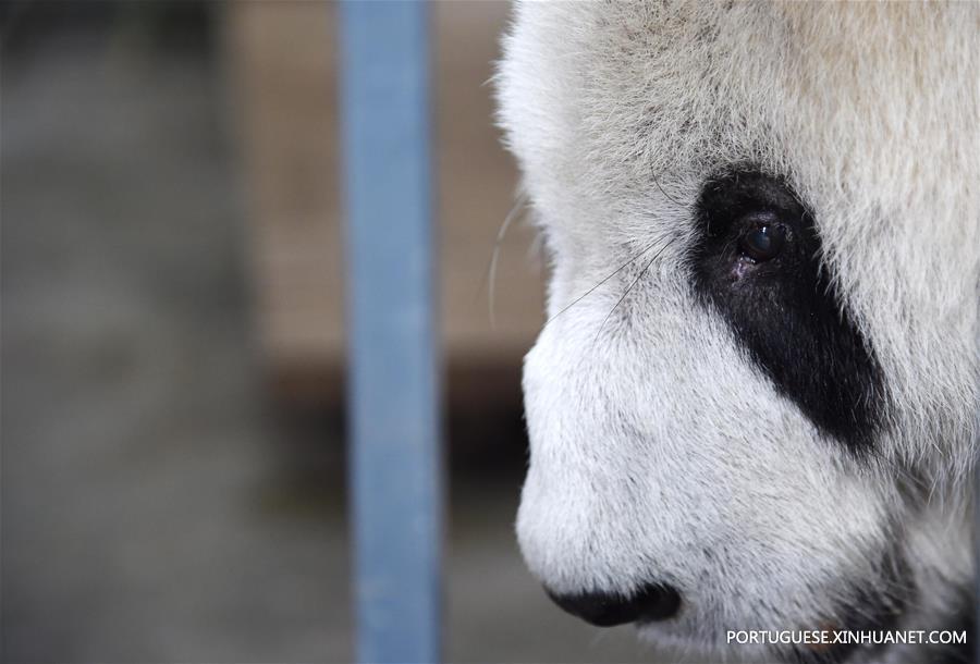 CHINA-SICHUAN-OLDEST PANDA-DEATH (CN)