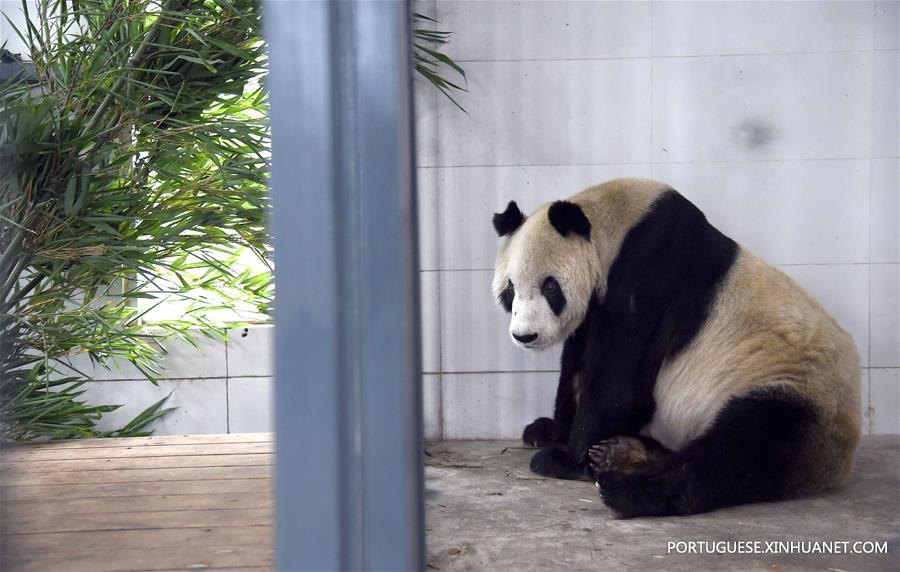 CHINA-SICHUAN-OLDEST PANDA-DEATH (CN)