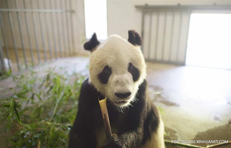 CHINA-SICHUAN-OLDEST PANDA-DEATH (CN)
