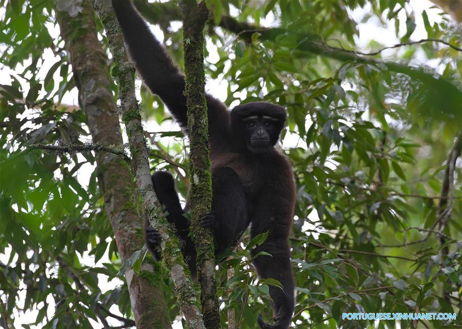 CHINA-YUNNAN-NEW GIBBON SPECIES (CN)