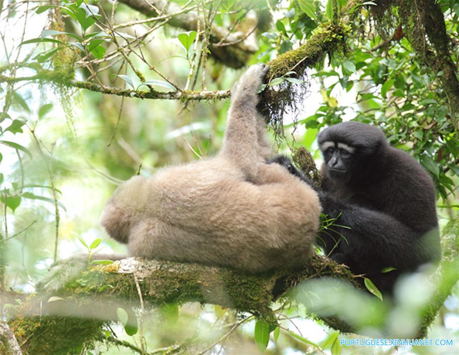 CHINA-YUNNAN-NEW GIBBON SPECIES (CN)