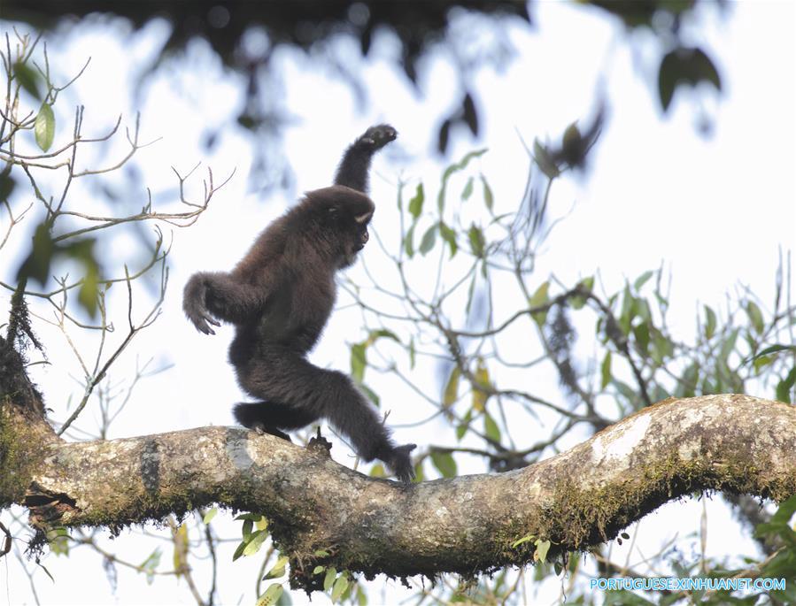 CHINA-YUNNAN-NEW GIBBON SPECIES (CN)
