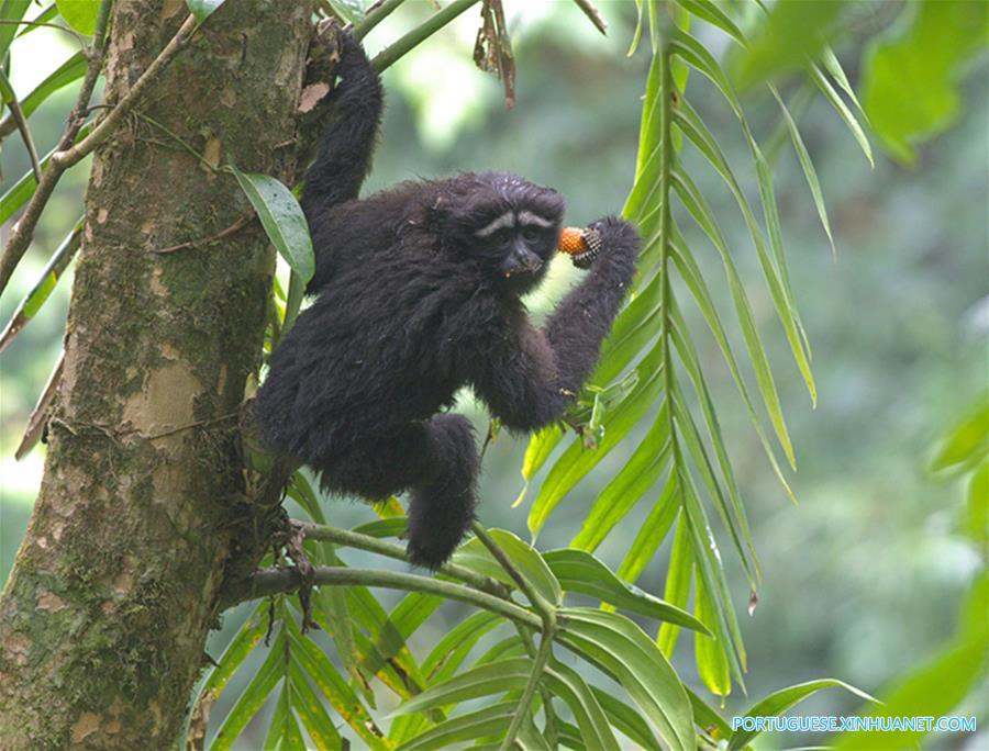 CHINA-YUNNAN-NEW GIBBON SPECIES (CN)