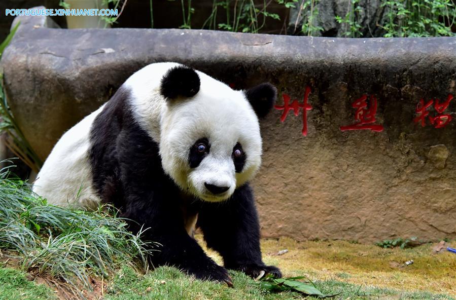 CHINA-FUJIAN-FUZHOU-GIANT PANDA(CN)