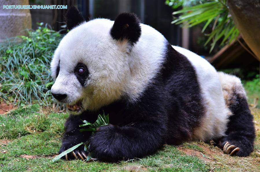 CHINA-FUJIAN-FUZHOU-GIANT PANDA(CN)