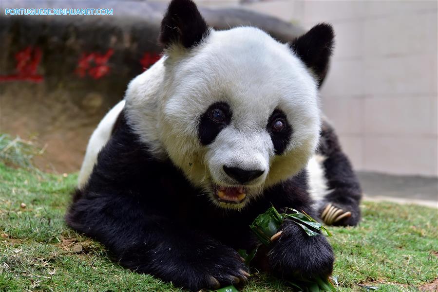 CHINA-FUJIAN-FUZHOU-GIANT PANDA(CN)