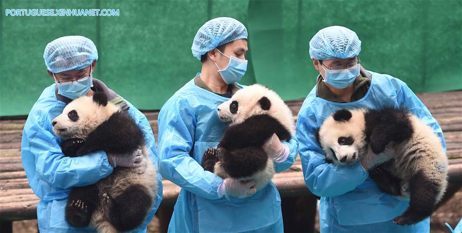 CHINA-CHENGDU-GIANT PANDA CUBS (CN)