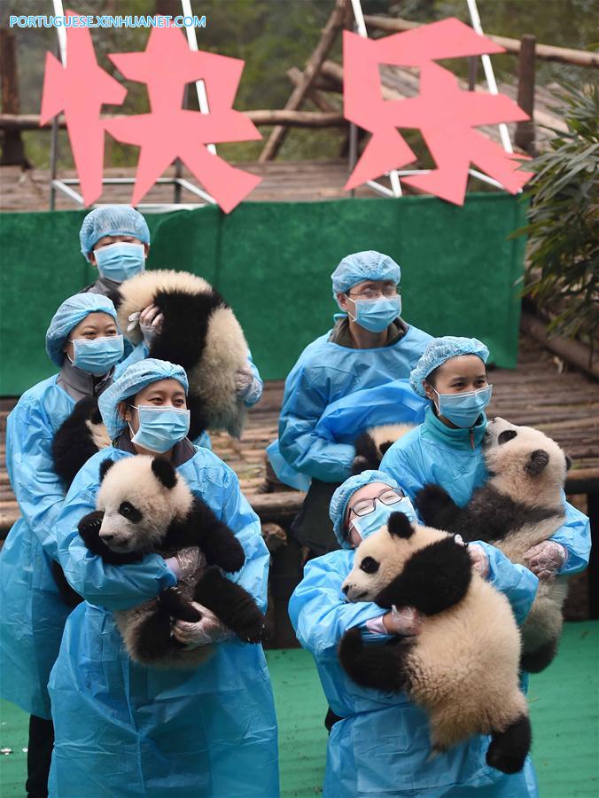 CHINA-CHENGDU-GIANT PANDA CUBS (CN)