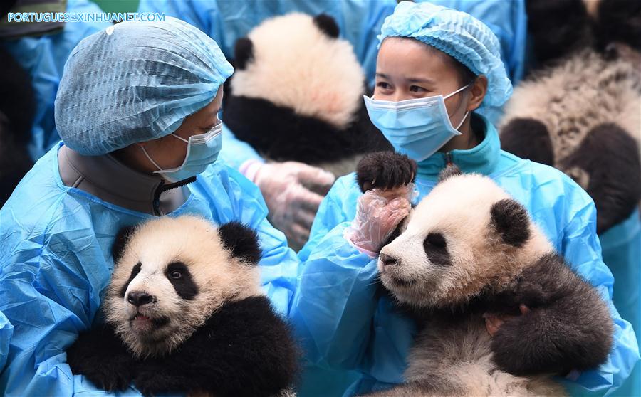 CHINA-CHENGDU-GIANT PANDA CUBS (CN)