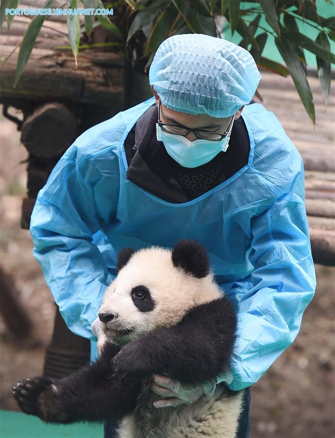 CHINA-CHENGDU-GIANT PANDA CUBS (CN)