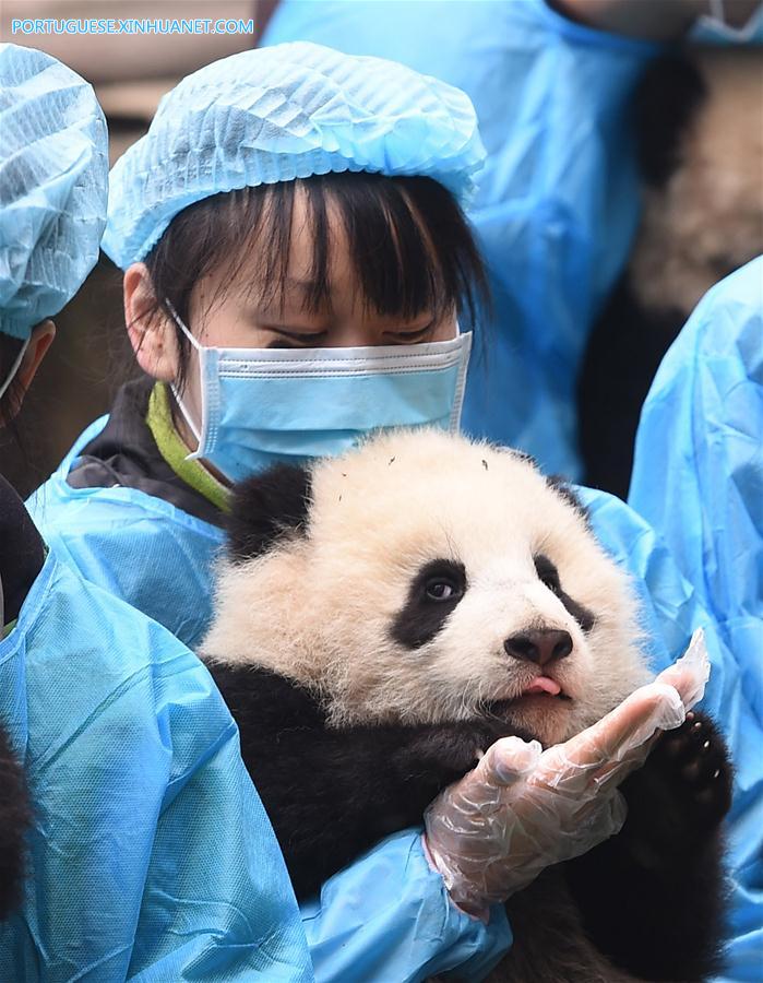 CHINA-CHENGDU-GIANT PANDA CUBS (CN)