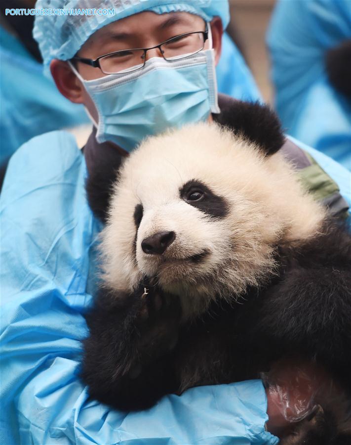 CHINA-CHENGDU-GIANT PANDA CUBS (CN)