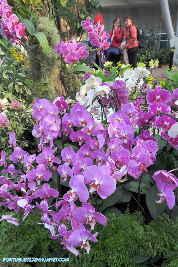 CHINA-BEIJING-ORCHID EXHIBITION (CN)
