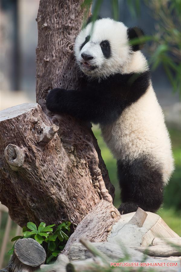 (2)CHINA-MACAO-MEDIO AMBIENTE-FAUNA