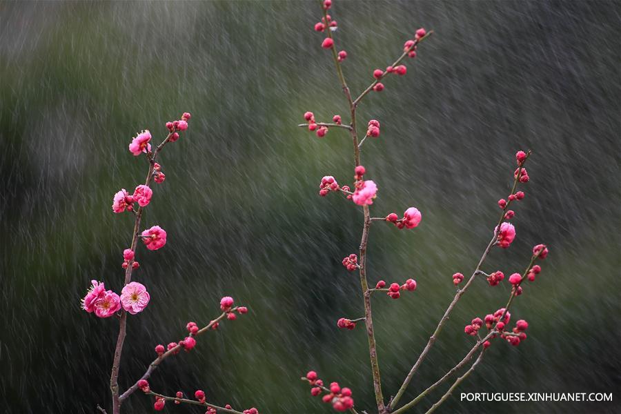 #CHINA-JIANGSU-PLUM BLOSSOMS (CN)