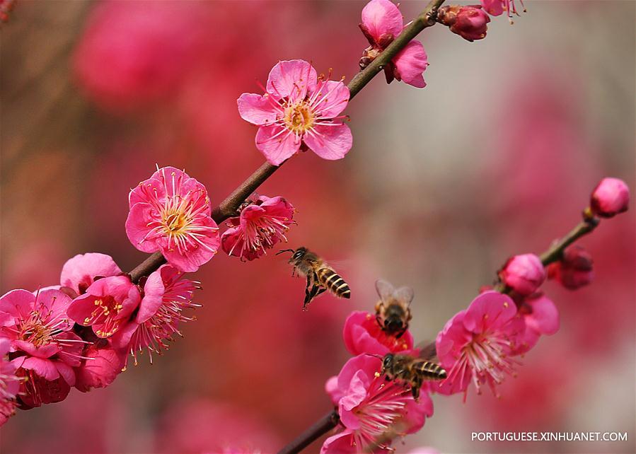 #CHINA-JIANGSU-PLUM BLOSSOMS (CN)