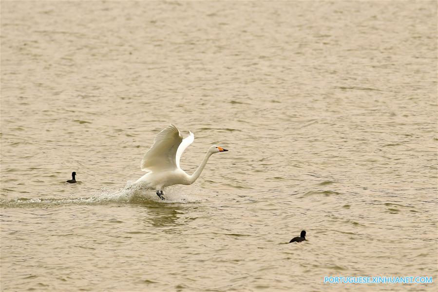 CHINA-HENAN-SANMENXIA-SWANS (CN)