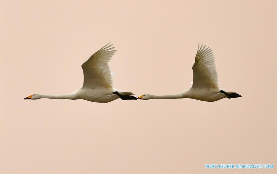 CHINA-HENAN-SANMENXIA-SWANS (CN)