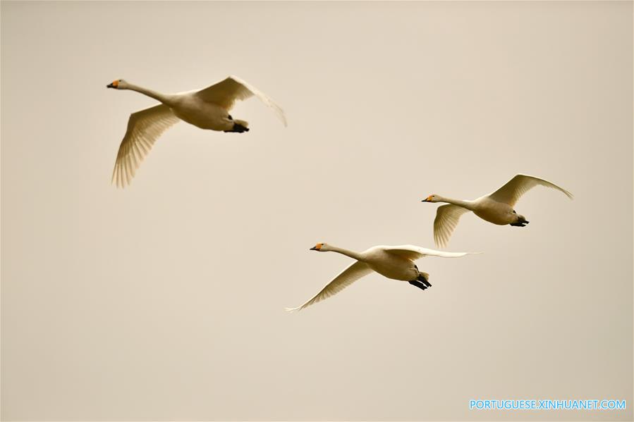 CHINA-HENAN-SANMENXIA-SWANS (CN)