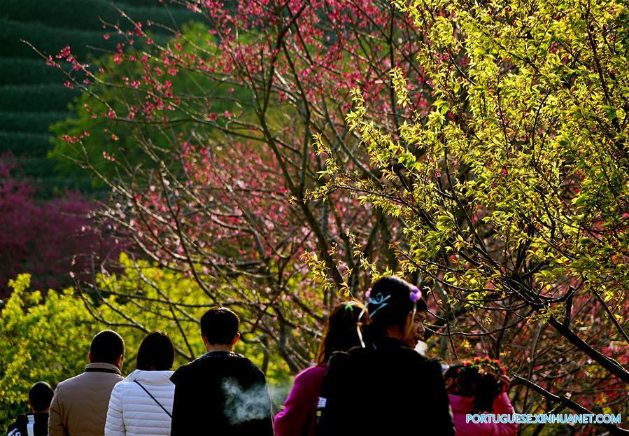 CHINA-FUJIAN-ZHANGPING-TEA PLANTATION  (CN)