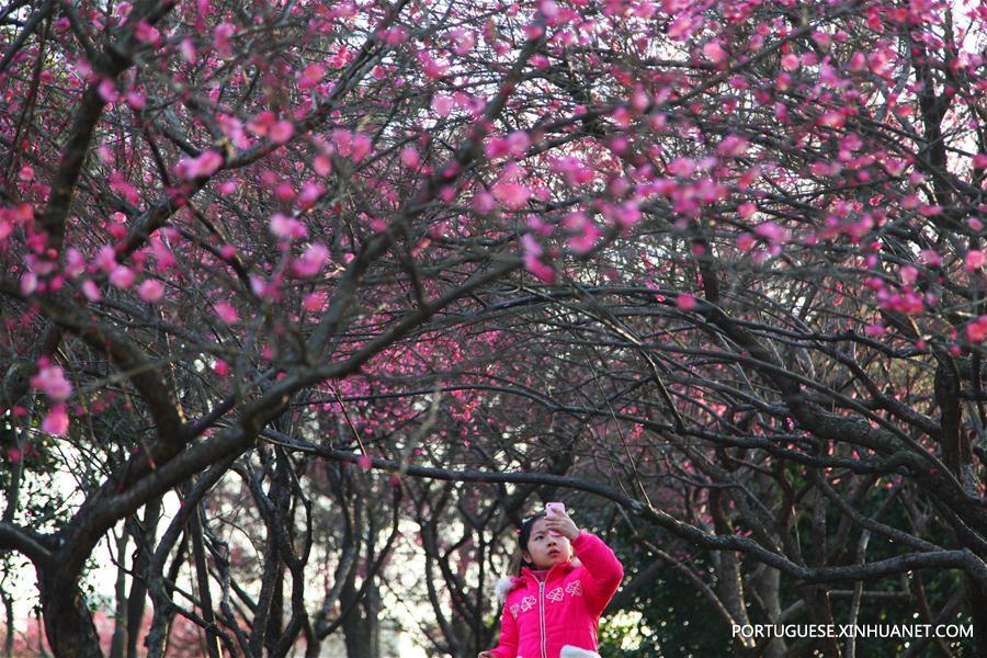 #CHINA-PLUM BLOSSOMS-SPRING (CN)