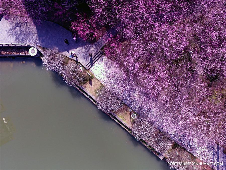 #CHINA-PLUM BLOSSOMS-SPRING (CN)