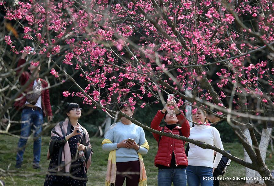 CHINA-NANNING-CHERRY BLOSSOMS (CN)