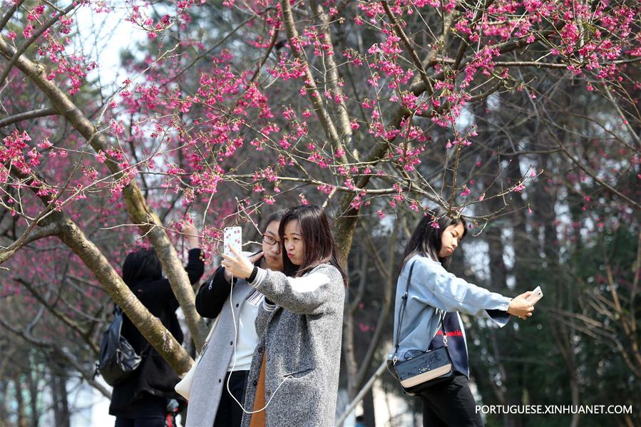 CHINA-NANNING-CHERRY BLOSSOMS (CN)