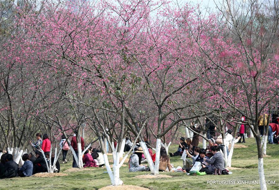 CHINA-NANNING-CHERRY BLOSSOMS (CN)