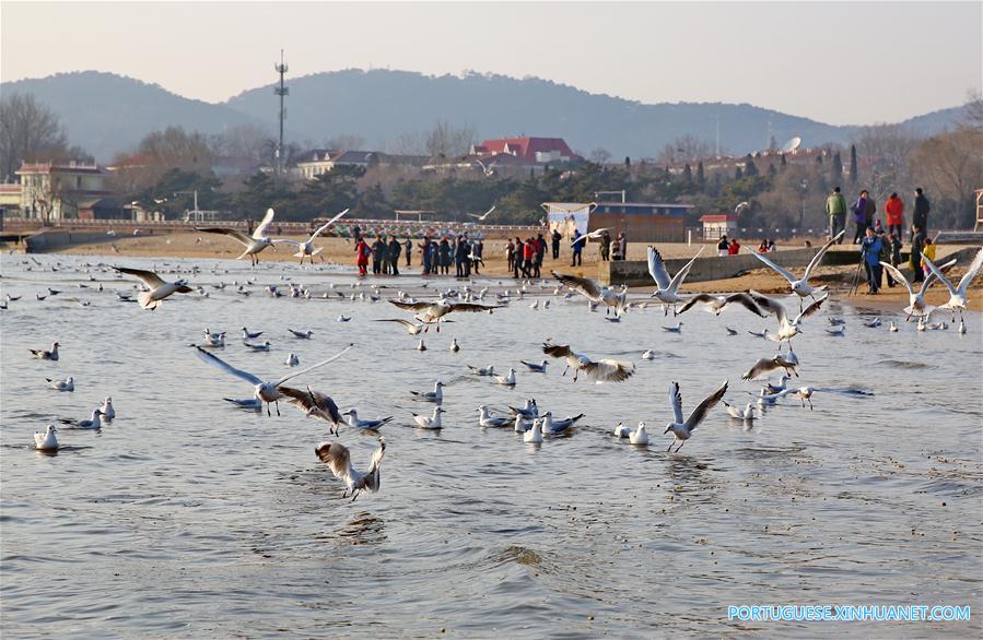 CHINA-HEBEI-SEAGULL (CN)