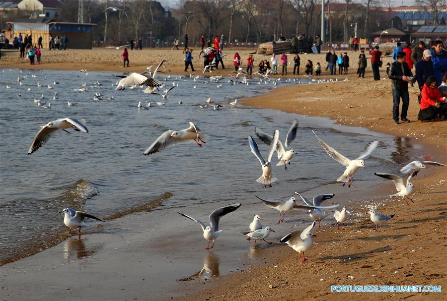 CHINA-HEBEI-SEAGULL (CN)