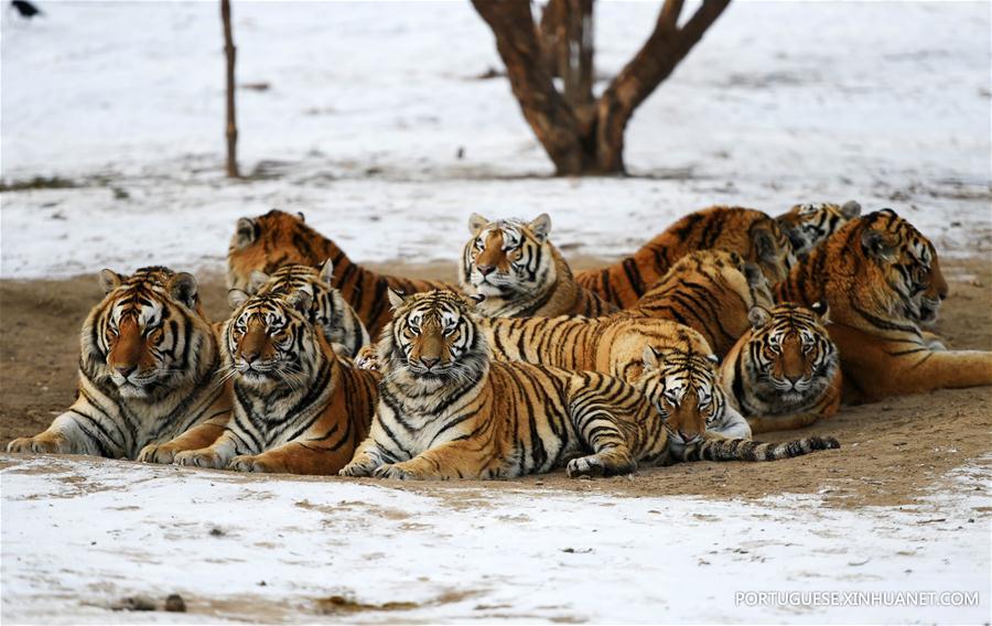 CHINA-HARBIN-SIBERIAN TIGER-GAINING WEIGHT (CN)