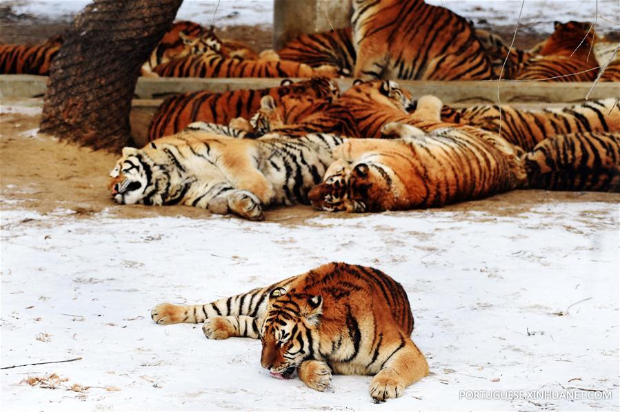 CHINA-HARBIN-SIBERIAN TIGER-GAINING WEIGHT (CN)