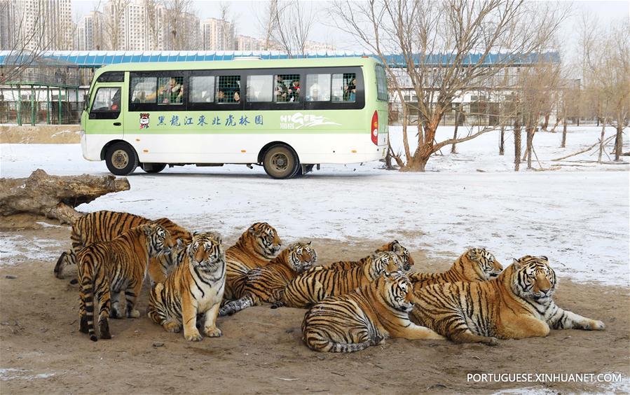 CHINA-HARBIN-SIBERIAN TIGER-GAINING WEIGHT (CN)