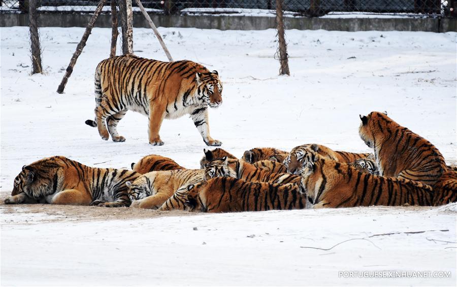 CHINA-HARBIN-SIBERIAN TIGER-GAINING WEIGHT (CN)