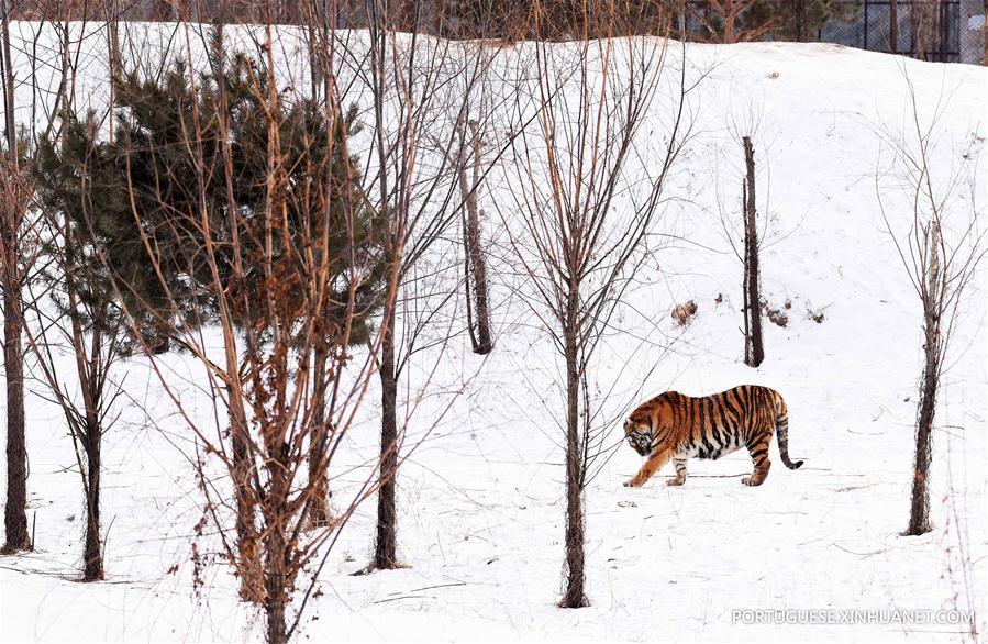 CHINA-HARBIN-SIBERIAN TIGER-GAINING WEIGHT (CN)