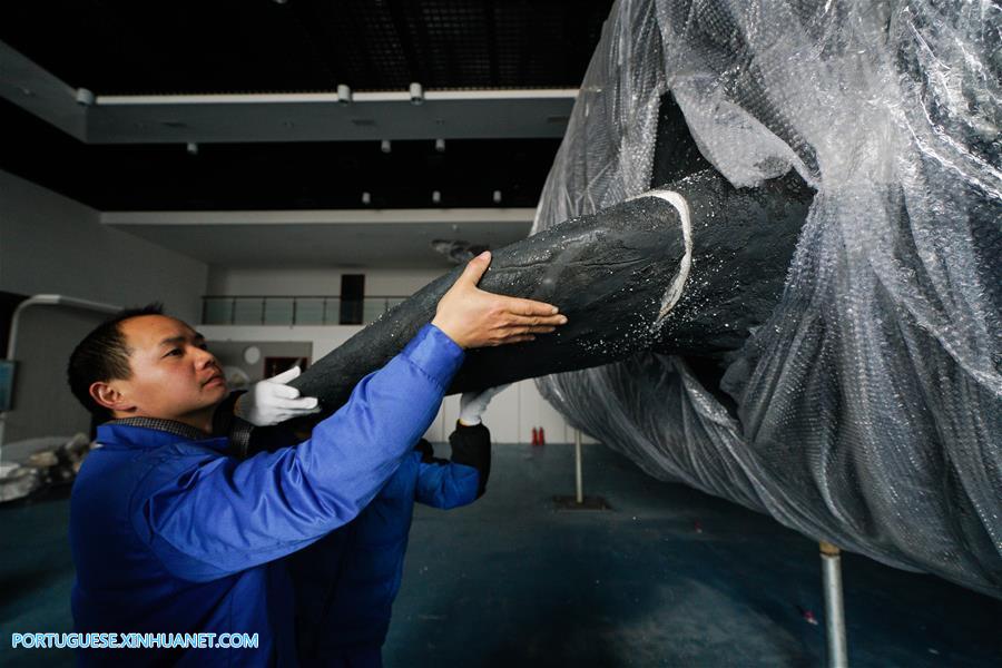 CHINA-JIANGSU-SPERM WHALE-SPECIMEN-ASSEMBLING (CN)