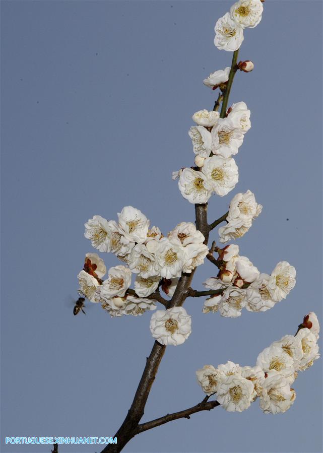 CHINA-SHANGHAI-SPRING FLOWER-BEE(CN)