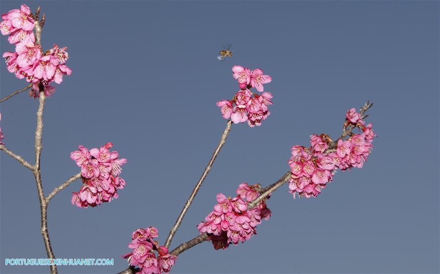 CHINA-SHANGHAI-SPRING FLOWER-BEE(CN)