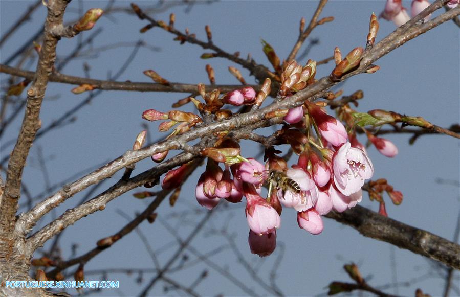 CHINA-SHANGHAI-SPRING FLOWER-BEE(CN)