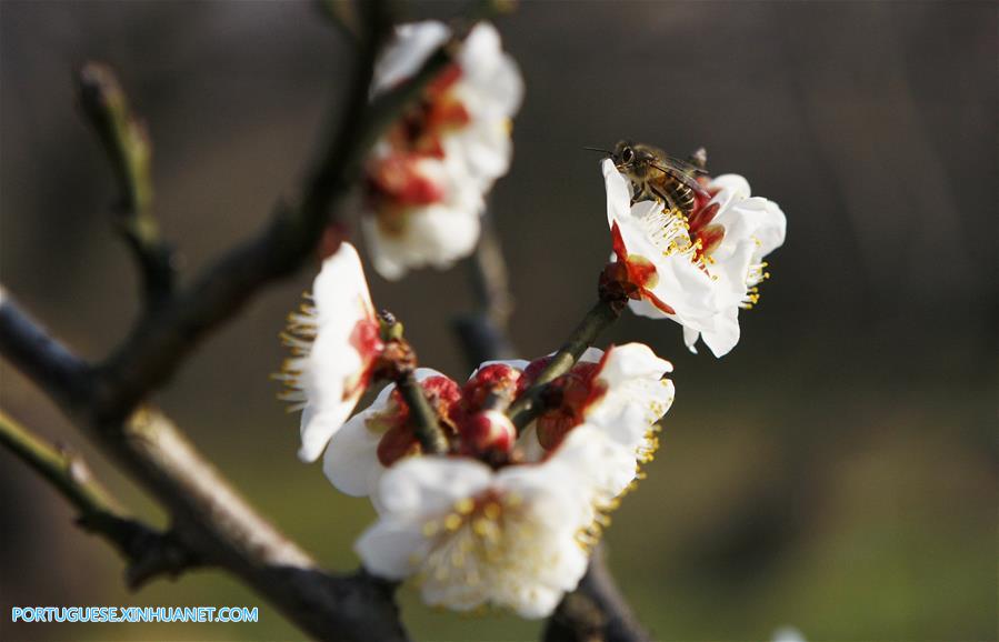 CHINA-SHANGHAI-SPRING FLOWER-BEE(CN)